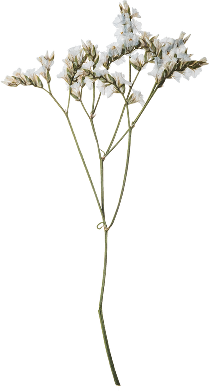 Hand Pressed Flora